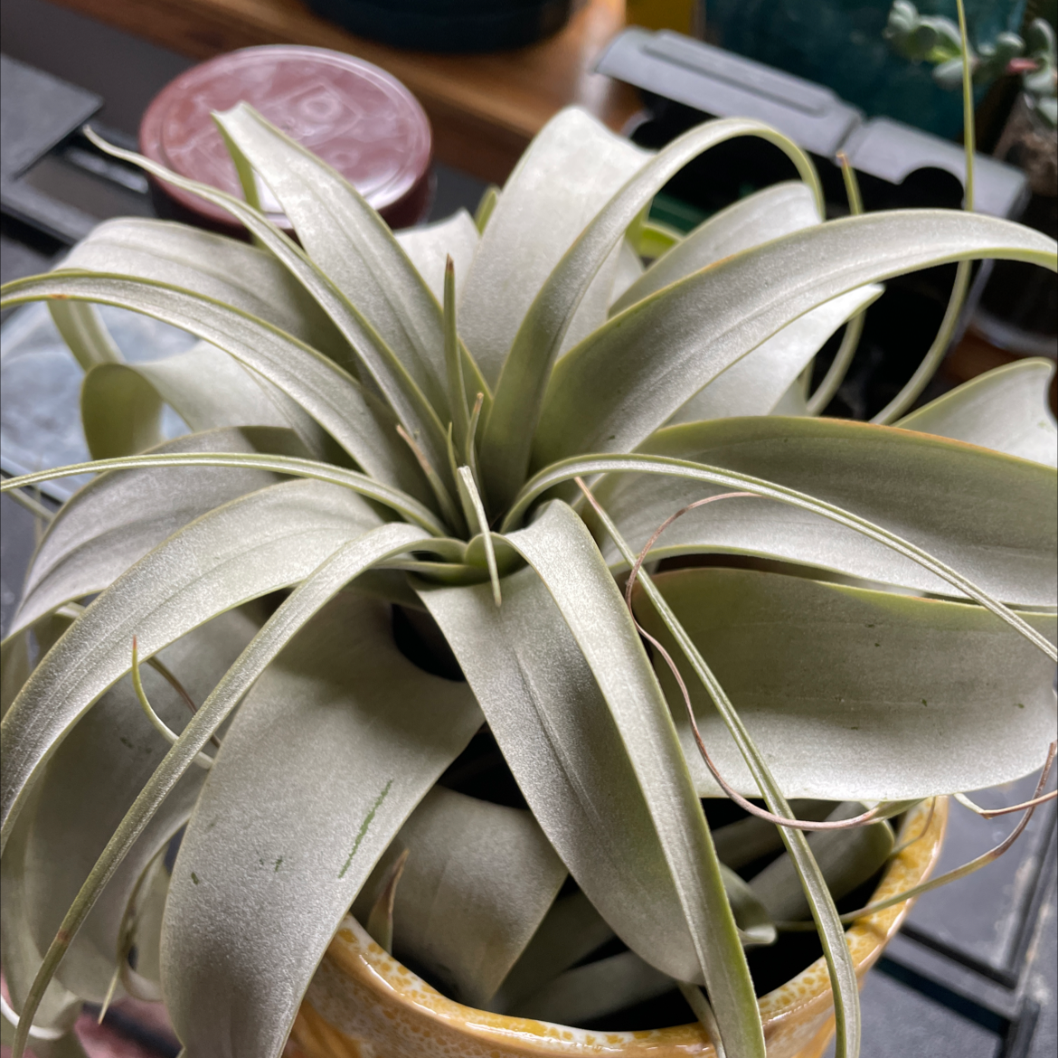 Tillandsia Xerographica plant with long, curly leaves in a pot.