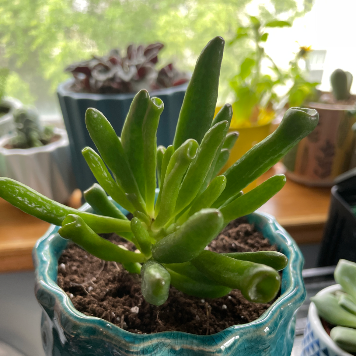 Healthy Gollum Jade plant in a blue pot with visible soil and other plants in the background.