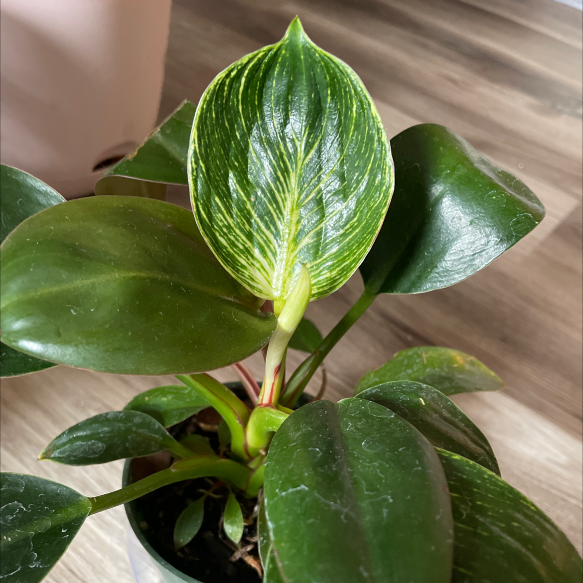 Philodendron Birkin plant with healthy, glossy leaves in a pot.