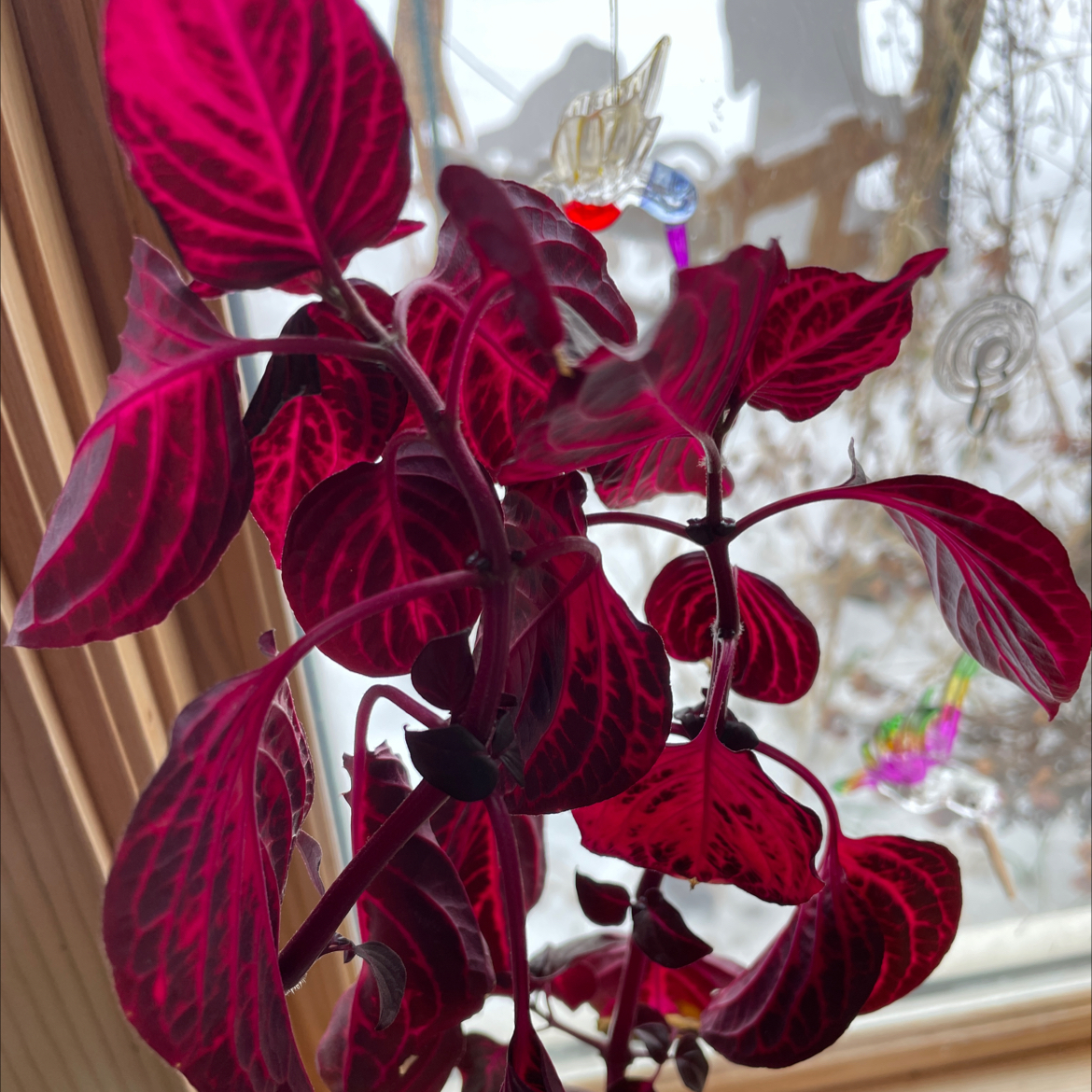 Healthy Herbst's Bloodleaf plant with vibrant burgundy foliage prominently displayed in a well-lit indoor setting.