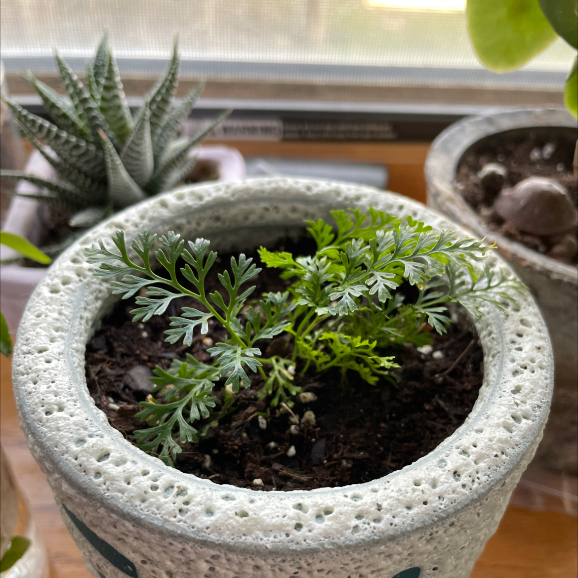 Parsley Fern plant photo by @taylorship named Little Man on Greg, the plant care app.