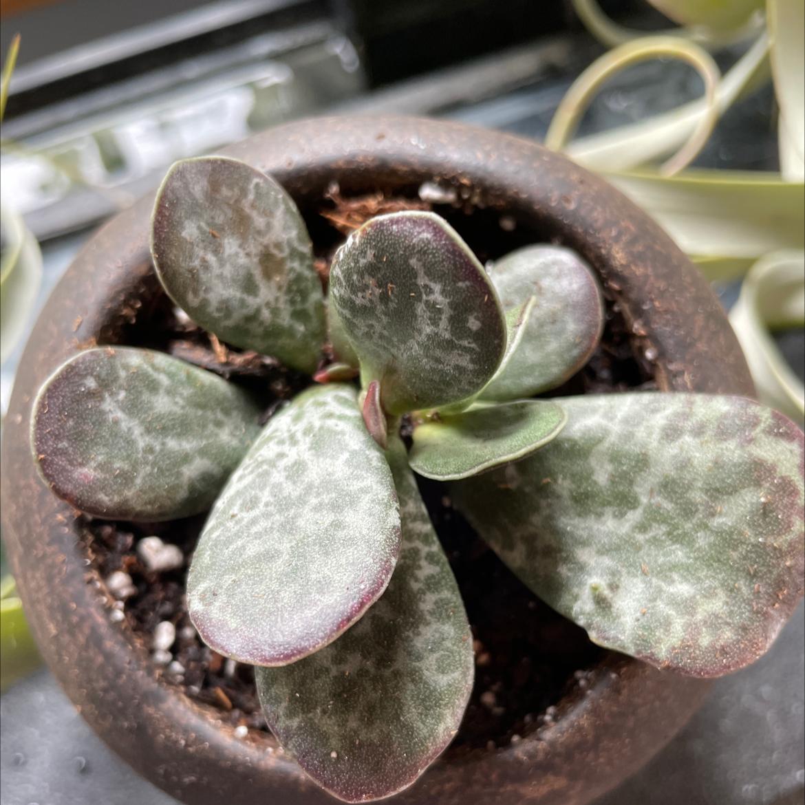 Calico Hearts plant in a pot with distinctive patterned leaves.