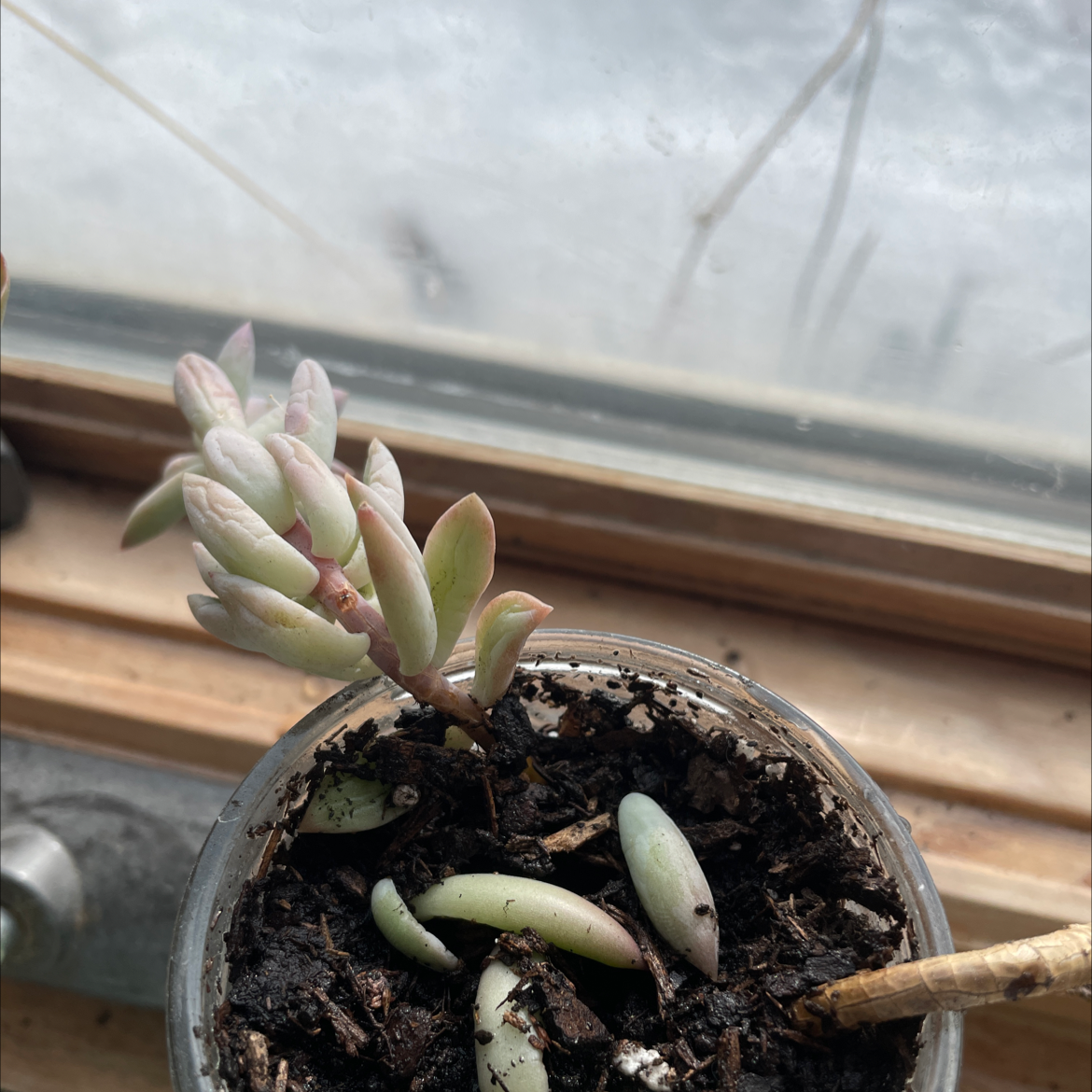 Sedeveria 'Harry Butterfield' succulent in a small pot with visible soil, well-framed and healthy.