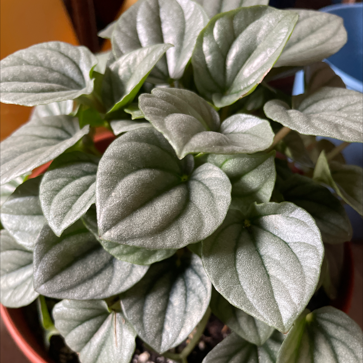 Silver Frost Peperomia plant with healthy, silver-green leaves in a pot.