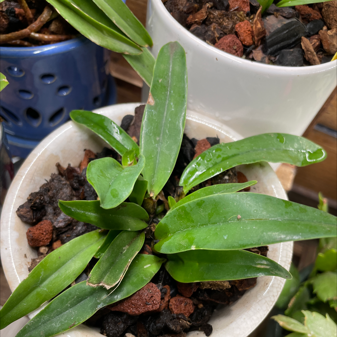 Cattleya Orchid plant in a pot with healthy green leaves and minor browning at the tips.