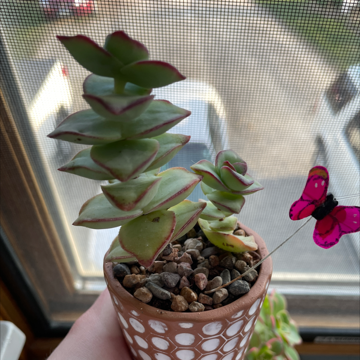 Healthy Crassula perforata succulent with stacked button-shaped leaves in a patterned terracotta pot on a bright windowsill.