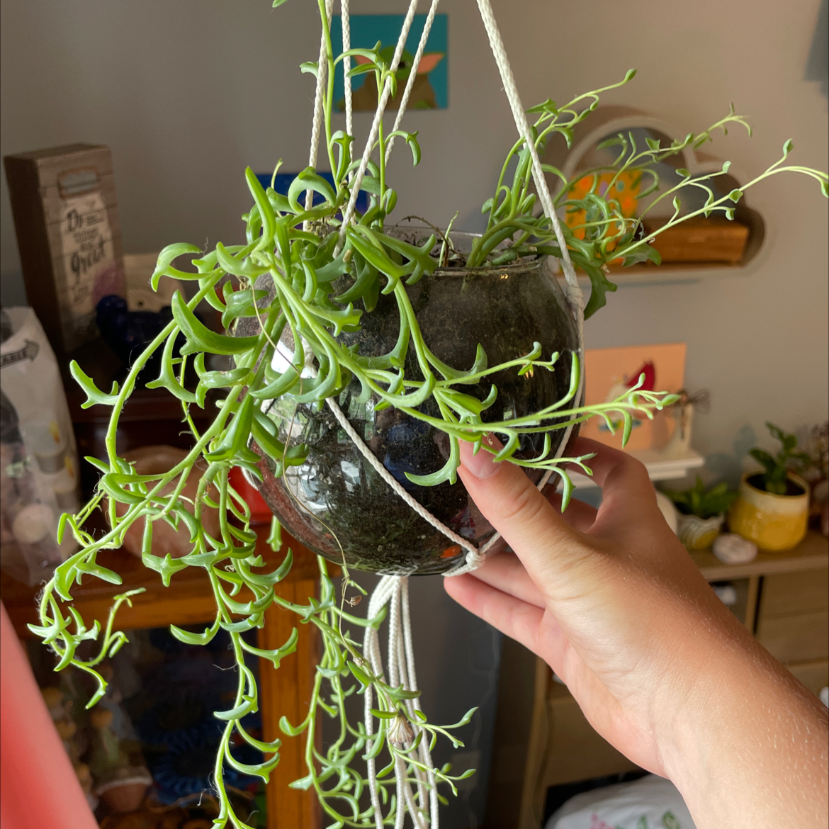 String of Dolphins plant in a hanging pot, held by a hand, appears healthy and vibrant.