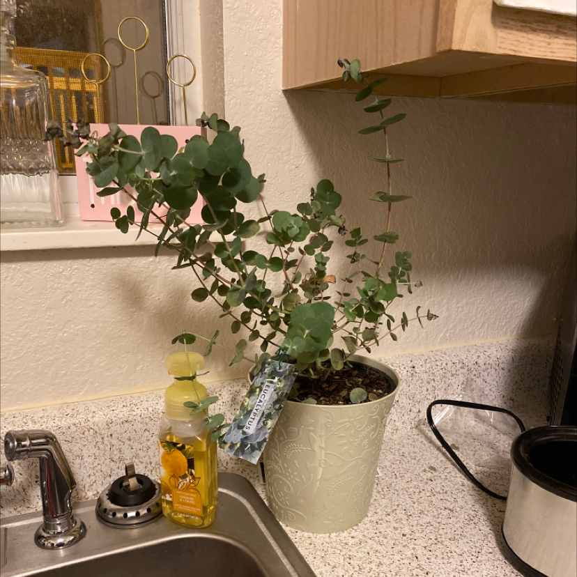 Photo of the plant species Silver-leaved mountain gum by @xtinakate named Yuki II on Greg, the plant care app