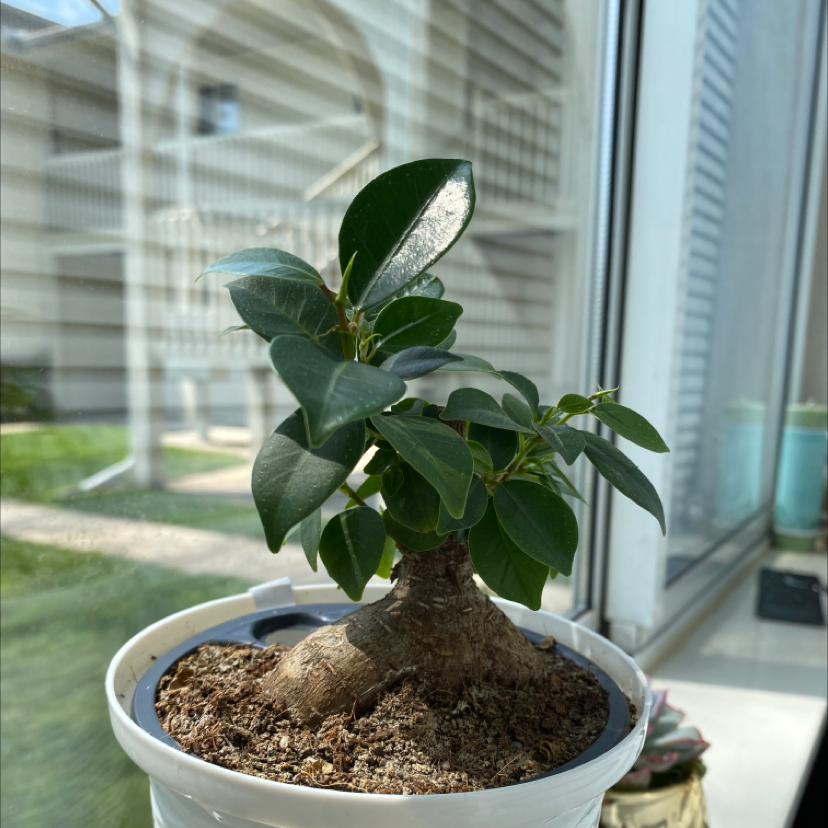 Ficus Ginseng plant photo by @xtinakate named Midari on Greg, the plant care app.
