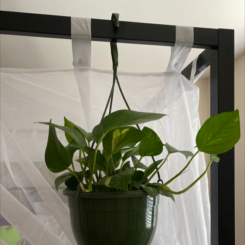 Taro Vine plant photo by @xtinakate named Yumeko on Greg, the plant care app.