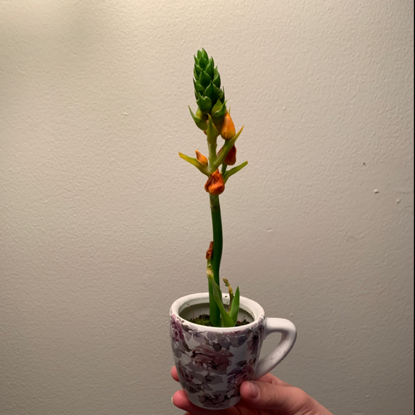 Sun Star plant in a decorative cup with yellow and orange flowers, held by a hand.