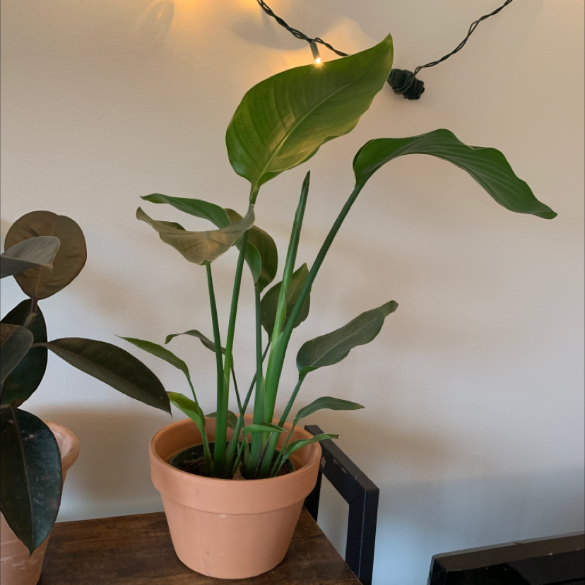 Healthy White Bird of Paradise plant with large green paddle-shaped leaves in a terracotta pot, well-framed closeup photo.