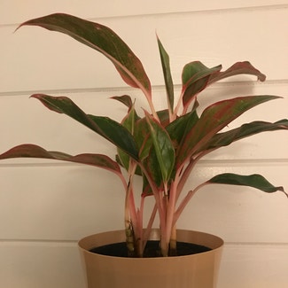 Chinese Evergreen plant in Portsmouth, Virginia