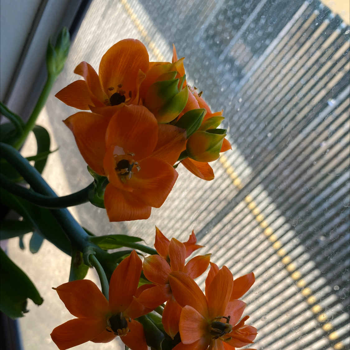 Sun Star plant with vibrant orange flowers in bloom, appears healthy.