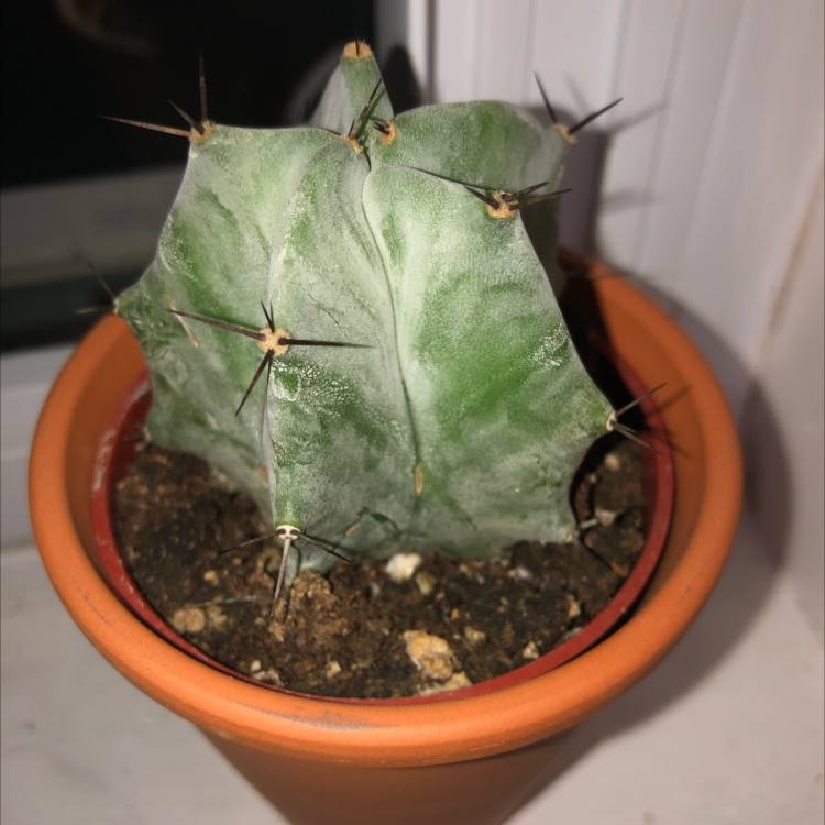 Potted Gray Ghost Organ Pipe cactus in good health with visible soil.