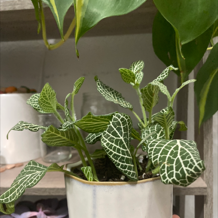 Nerve Plant plant photo by @noochie named Your plant on Greg, the plant care app.