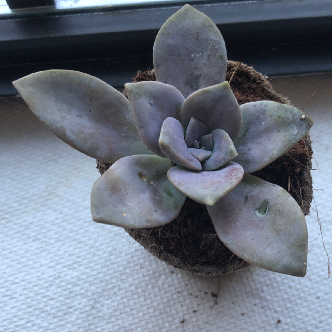 Echeveria Runyonii succulent with some leaf discoloration and spots in a small pot.