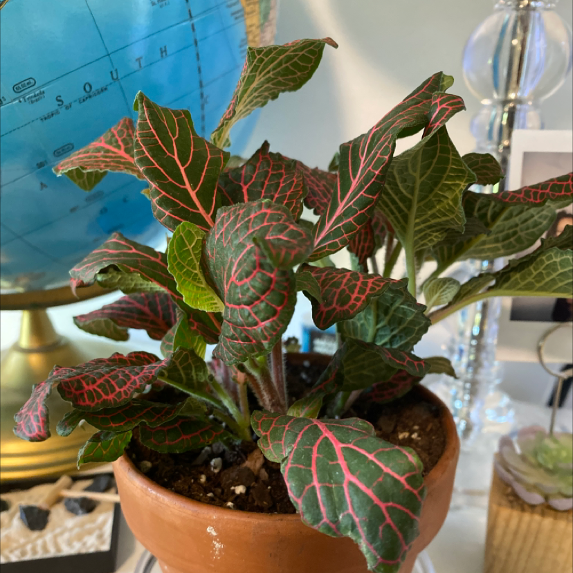 Photo of the plant species Pink Wave Nerve Plant by @ray named venus on Greg, the plant care app