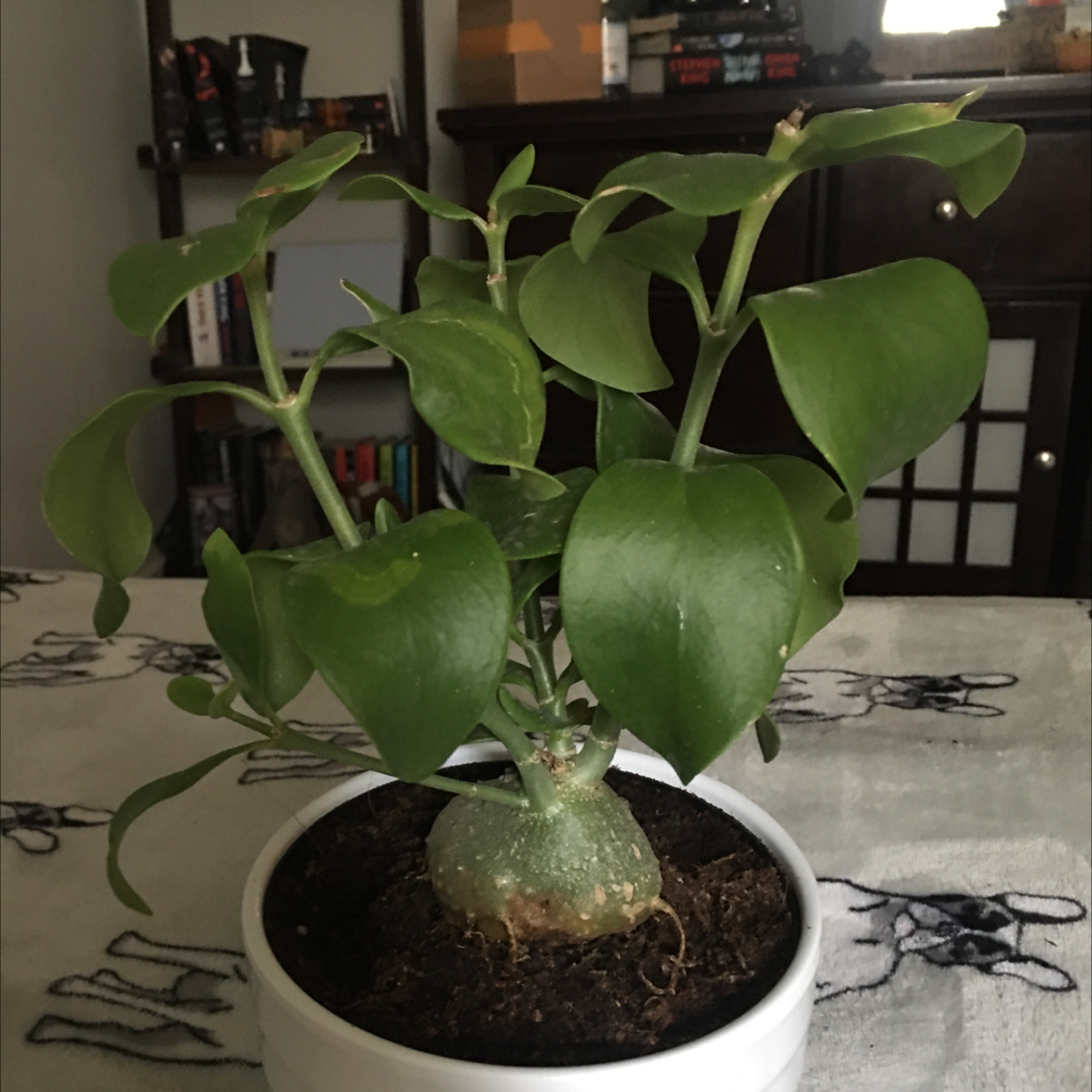 Photo of the plant species Ant Plant by @Mdk_o3 named Larry (Moms) on Greg, the plant care app