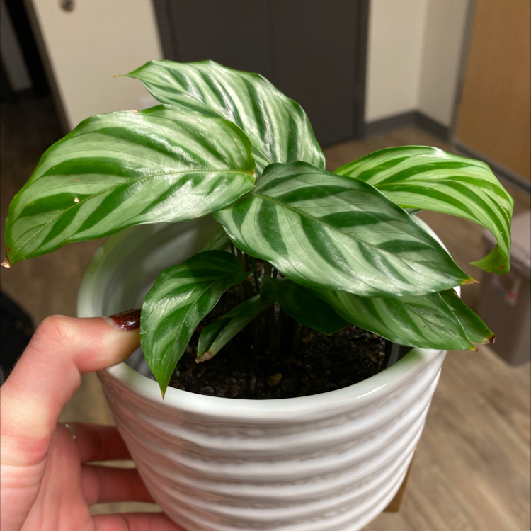 Calathea 'Freddie' plant in a white pot with healthy green and white patterned leaves.