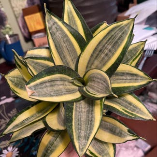Snake Plant plant in Jackson, Wisconsin