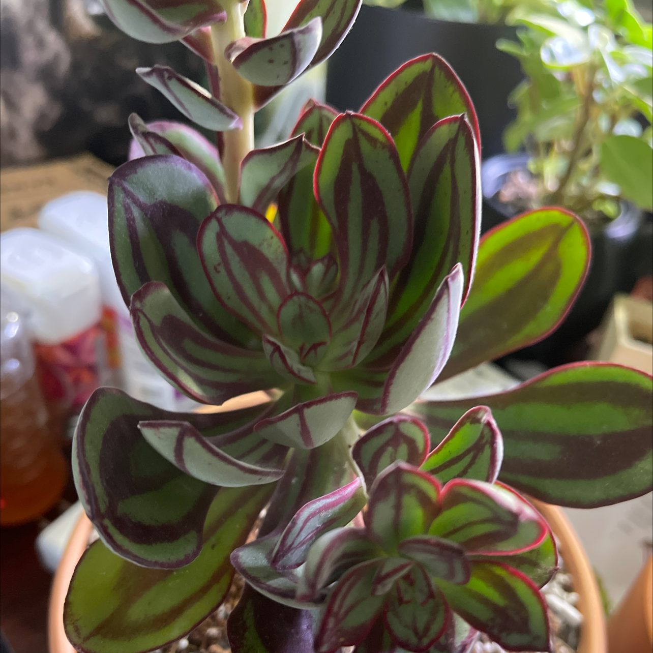 Painted Echeveria plant with vibrant green and red-edged leaves in a pot.