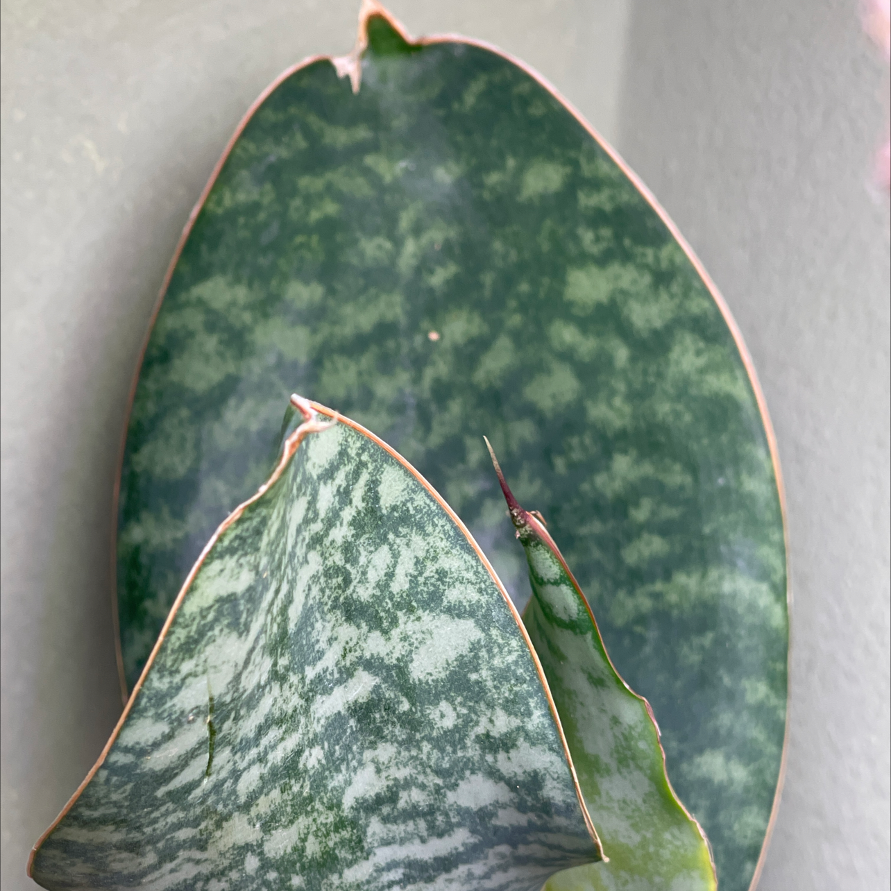 🐋 What Do Whale Fin Snake Plant Flowers Mean?