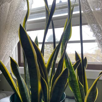 Snake Plant plant in Jackson, Wisconsin