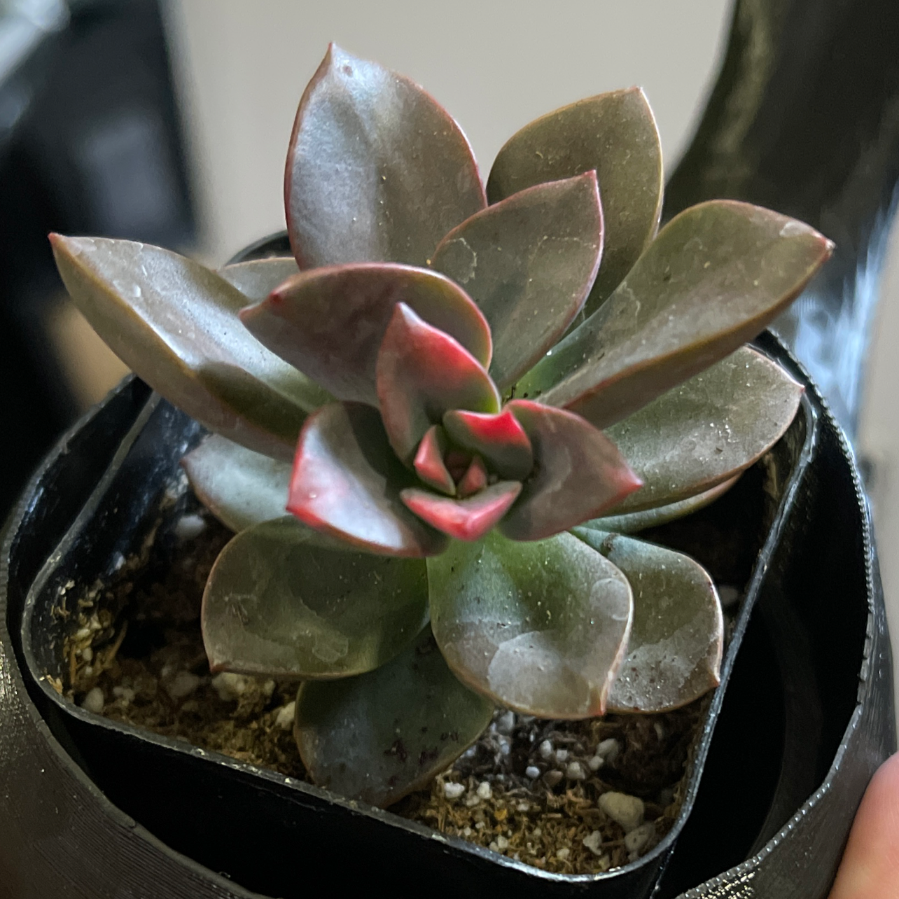 Echeveria 'Chroma' succulent in a small pot with healthy leaves and red tips.