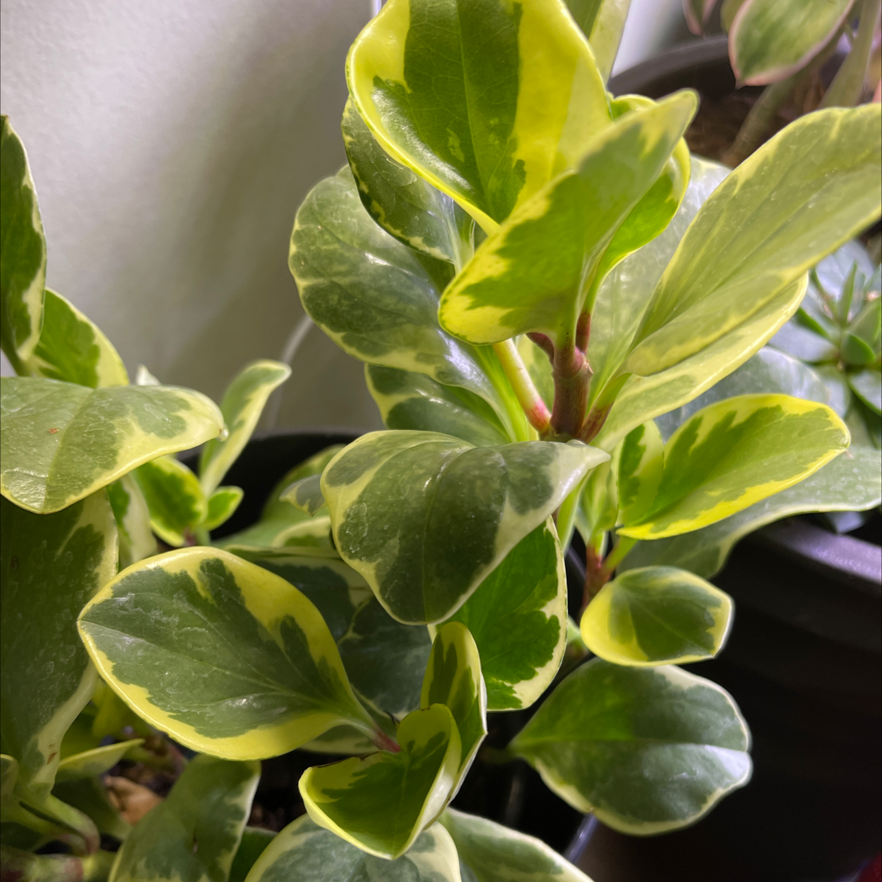 Peperomia 'Ginny' plant with variegated green and yellow leaves, appearing healthy.