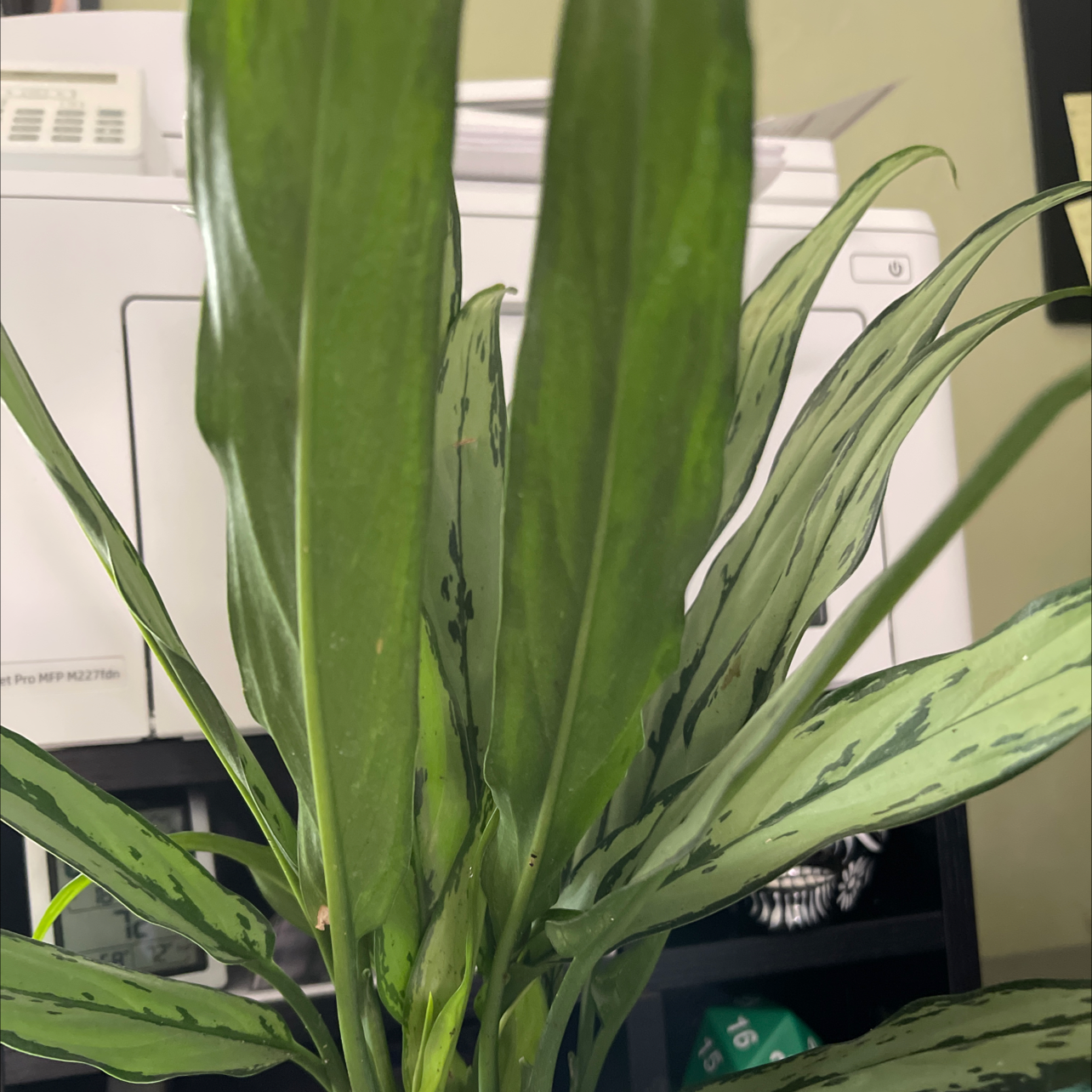 Aglaonema 'Cutlass' plant with long, narrow green leaves in a household setting.