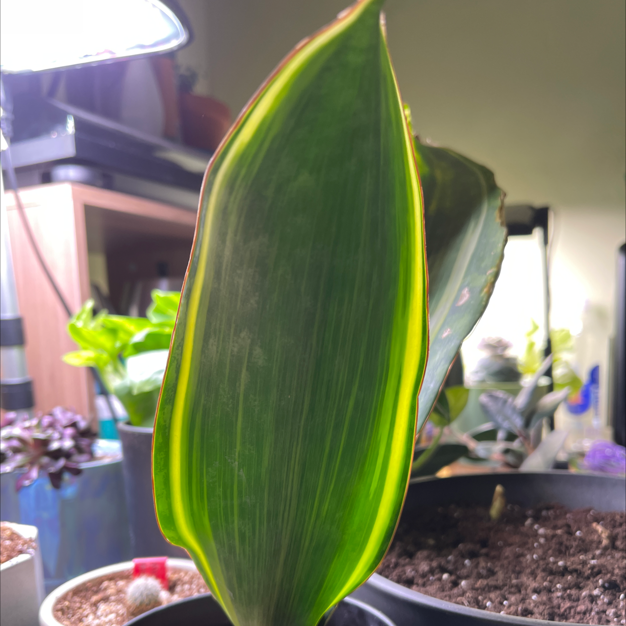 Whale Fin Snake Plant with a single large, upright leaf in a pot. Soil is visible.
