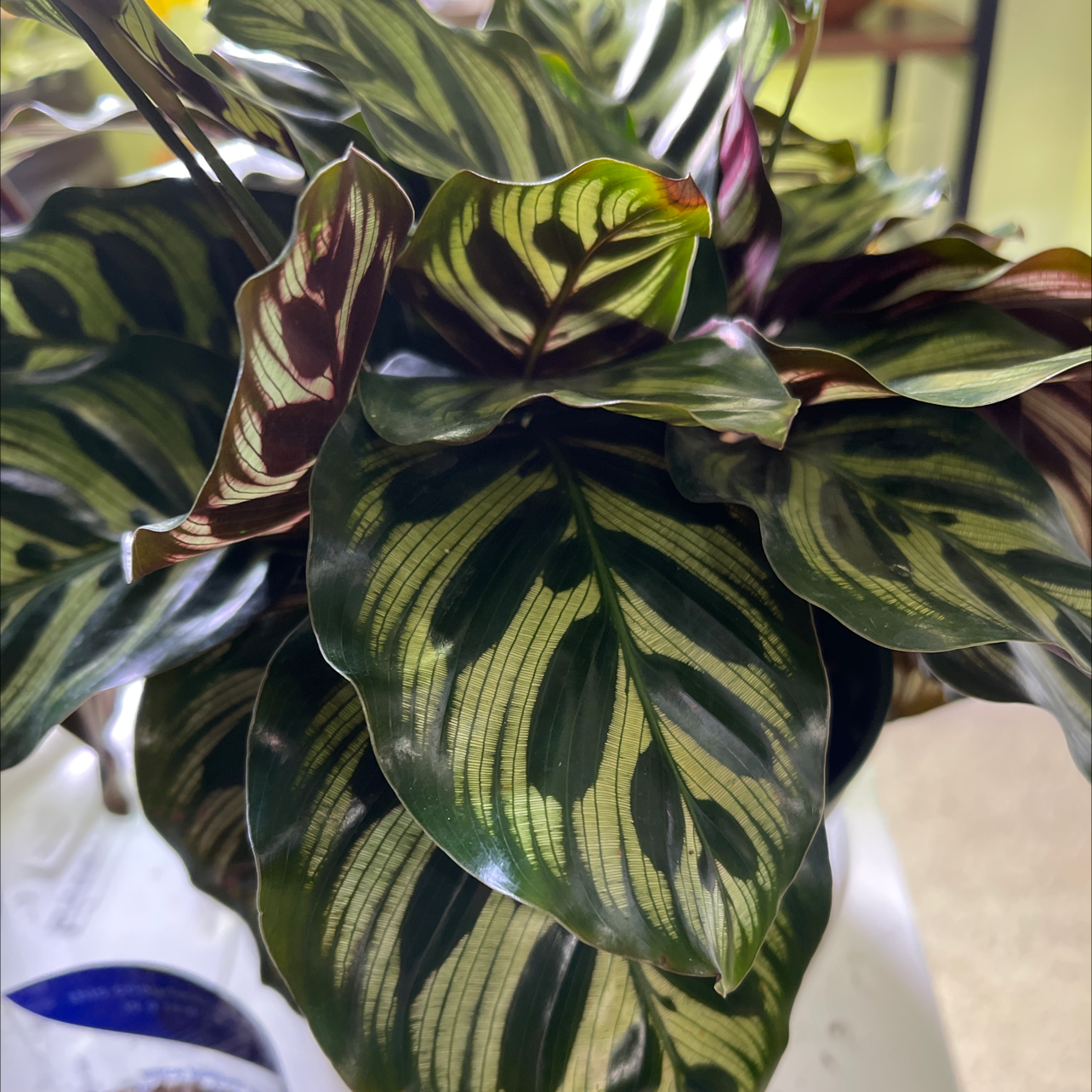 Photo of the plant species Calathea 'Shinestar' by Krista named Iliza on Greg, the plant care app