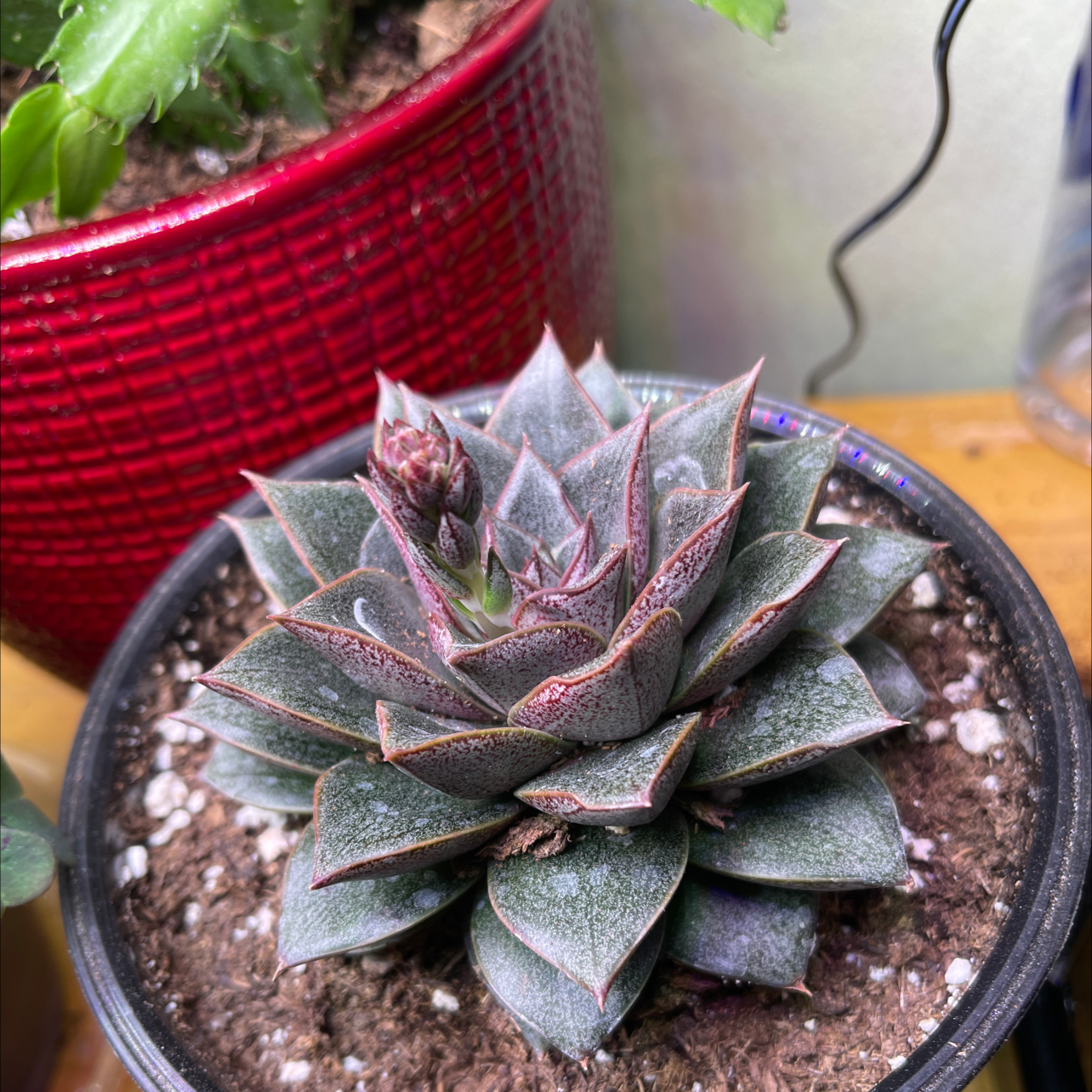 Echeveria purpusiorum succulent in a pot with visible soil, well-framed and in focus.