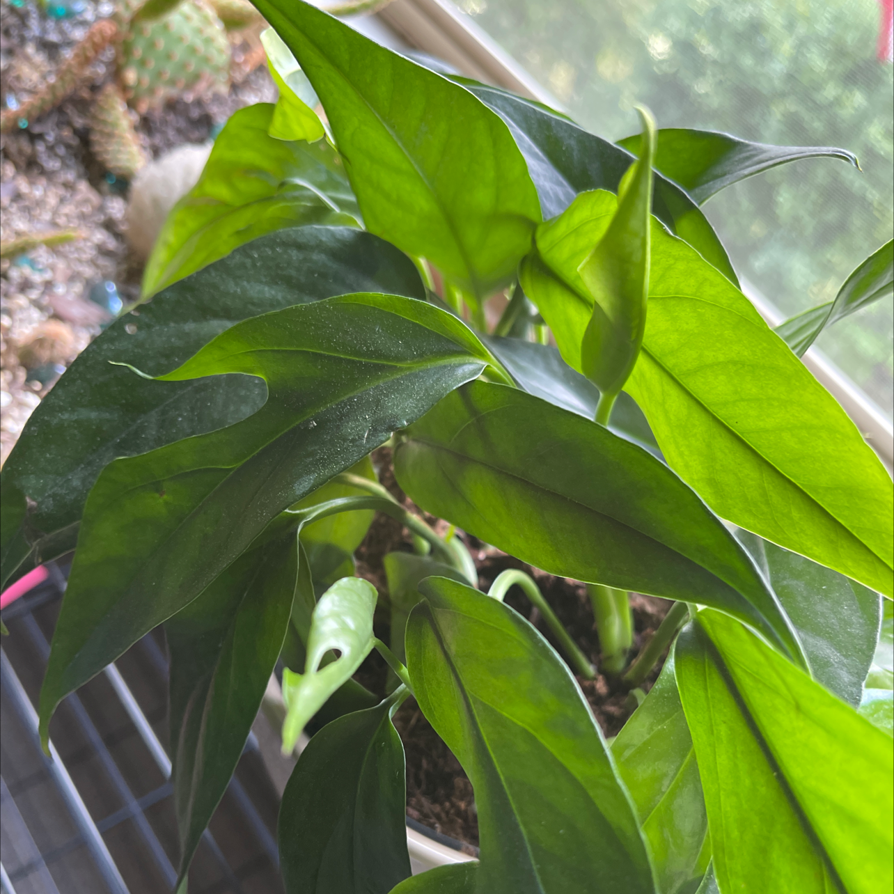 Healthy Baltic Blue Pothos with vibrant green leaves in a well-lit area.