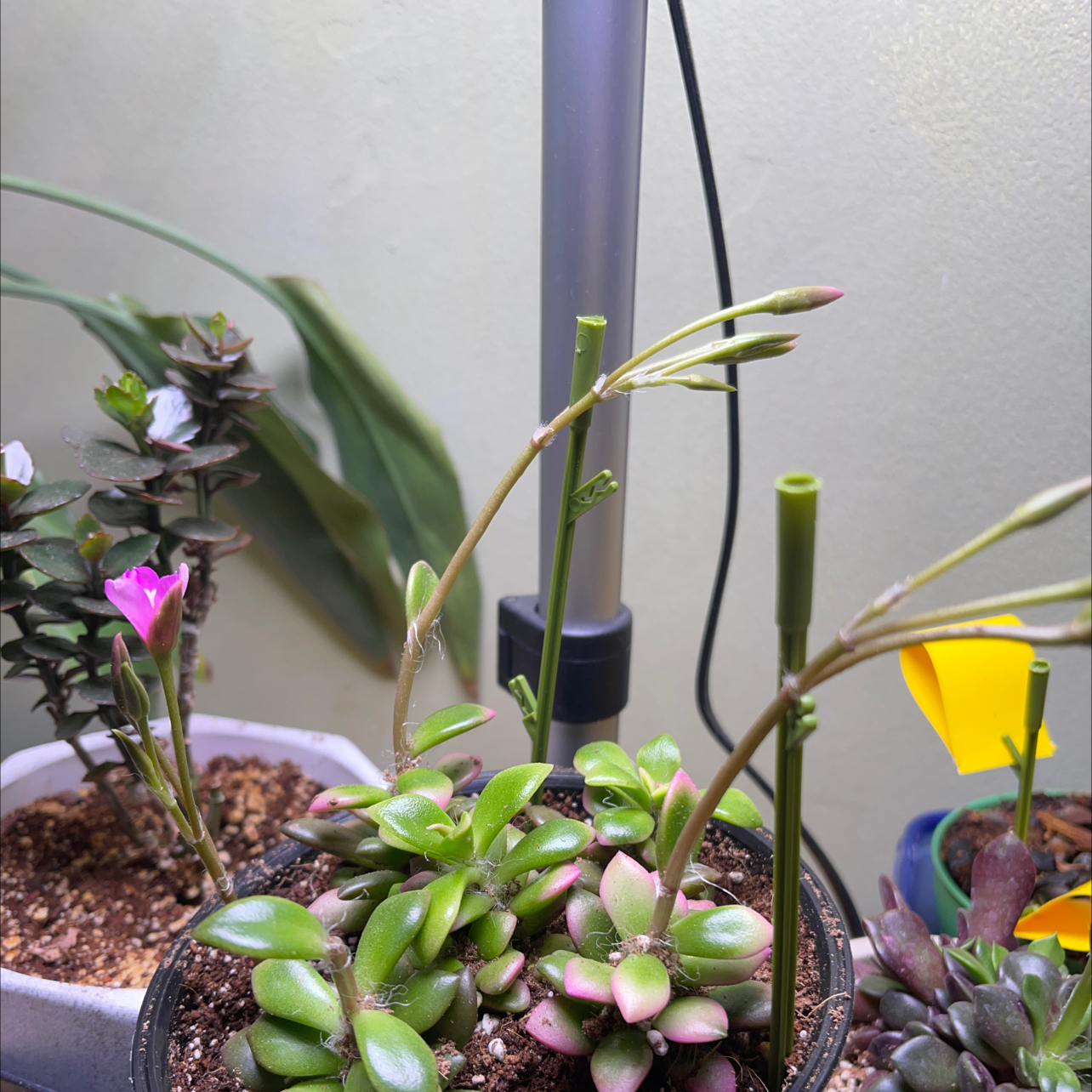Anacampseros 'Sunrise' plant with healthy green and pink leaves in a pot, soil visible.