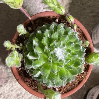 Cobweb Hens and Chicks plant in Jackson, Wisconsin