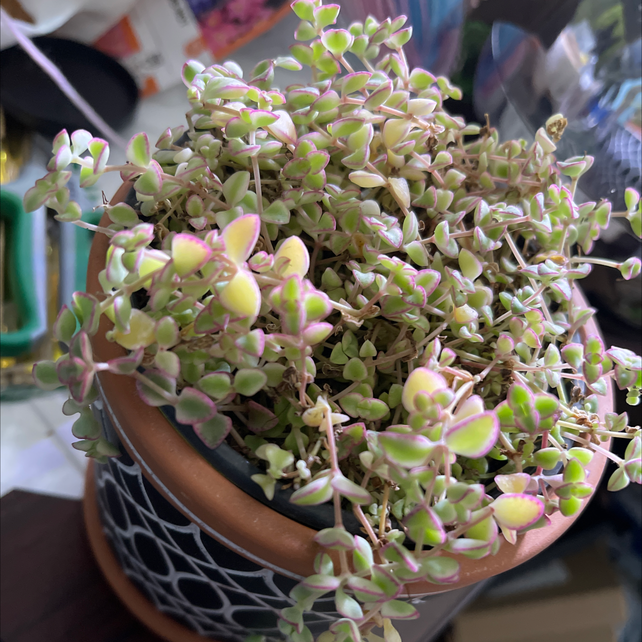 Potted Sedum 'Little Missy' plant with variegated leaves in good health.