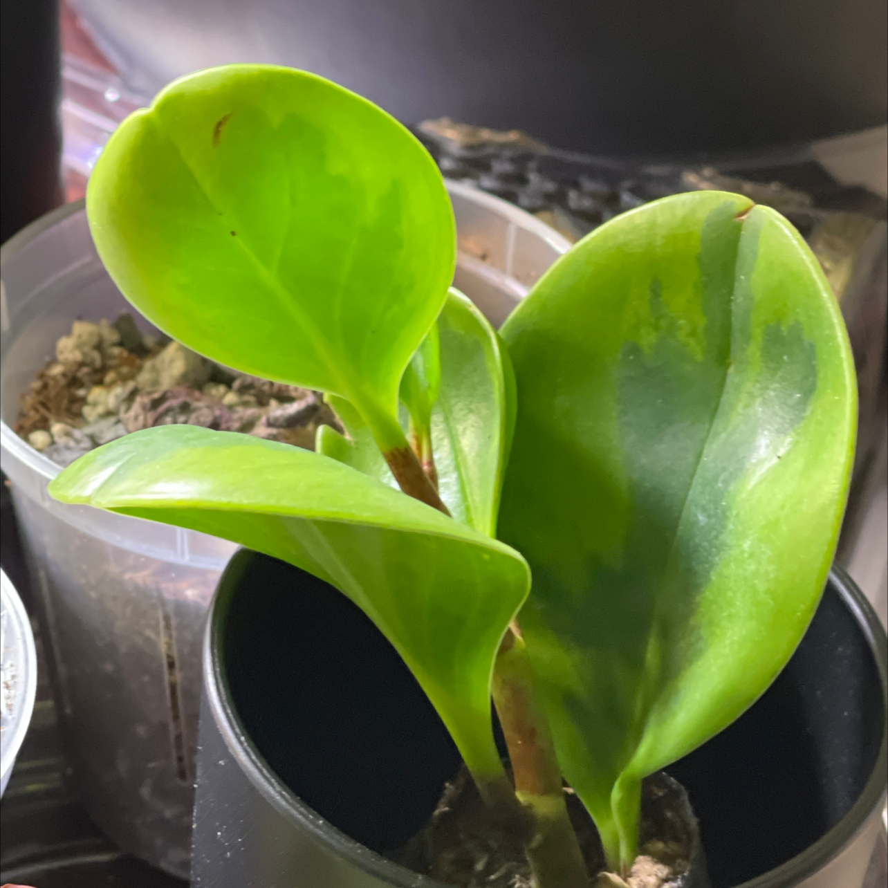 Lemon Lime Peperomia plant with vibrant green leaves in a black pot.