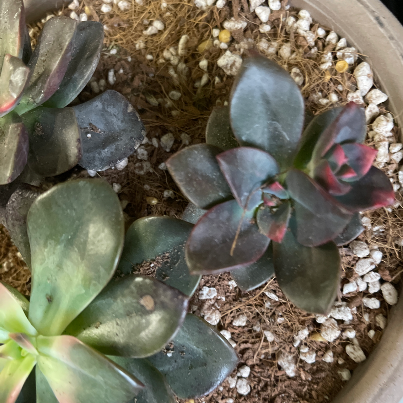 Echeveria 'Chroma' plants in a pot with visible soil and slight leaf discoloration.