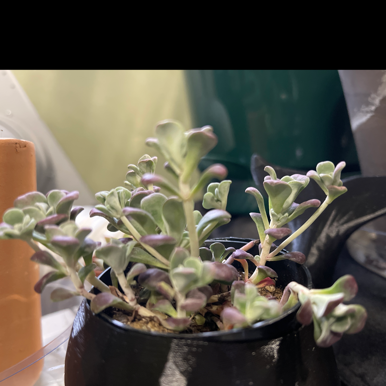 Purdy's Stonecrop succulent in a black pot with green and purplish leaves.