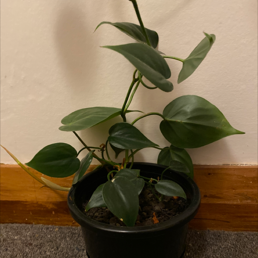 Philodendron Scandens plant photo by Sakura named Your plant on Greg, the plant care app.