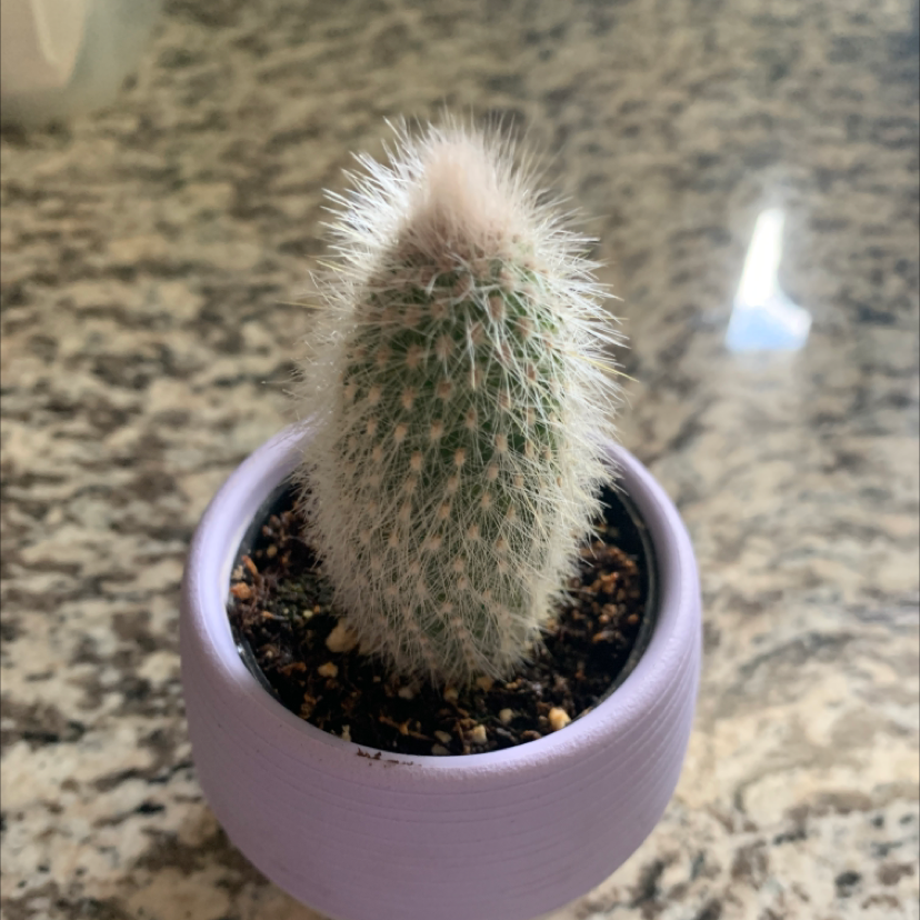 Silver Torch Cactus in a small pot with visible soil, well-framed and in focus.