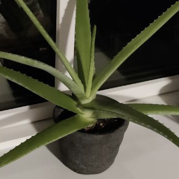 Aloe vera plant photo by @grimegirrrl named Aloe Blacc on Greg, the plant care app.
