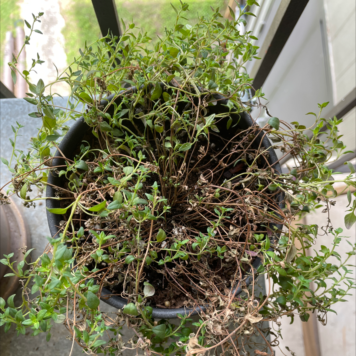 Healthy, mature potted thyme plant with many tangled stems and small green leaves, growing on a windowsill.