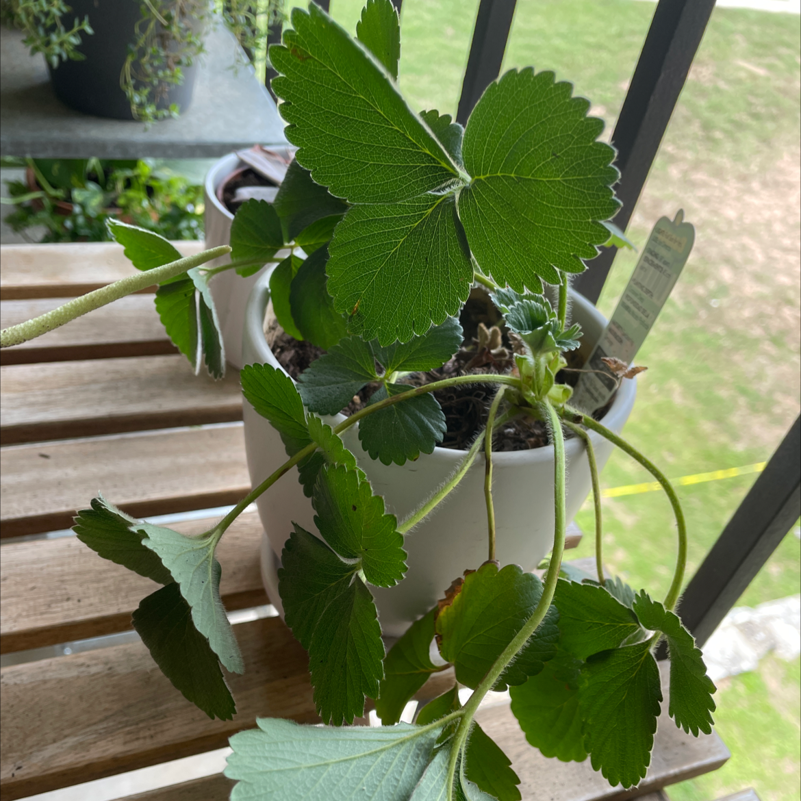 Potted California Strawberry plant with green leaves on a wooden surface.