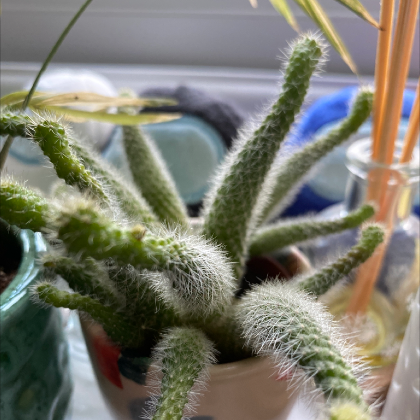 Monkey Tail Cactus with multiple stems covered in fine white hairs, appears healthy.