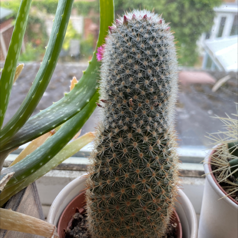 Hooked Cactus in a pot with other plants visible in the background.