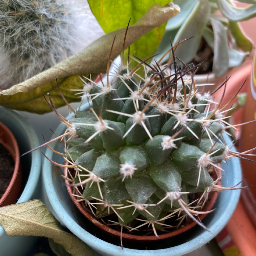Mexican Pincushion cactus in a pot with some browning at the tips of its spines, other plants in the background.
