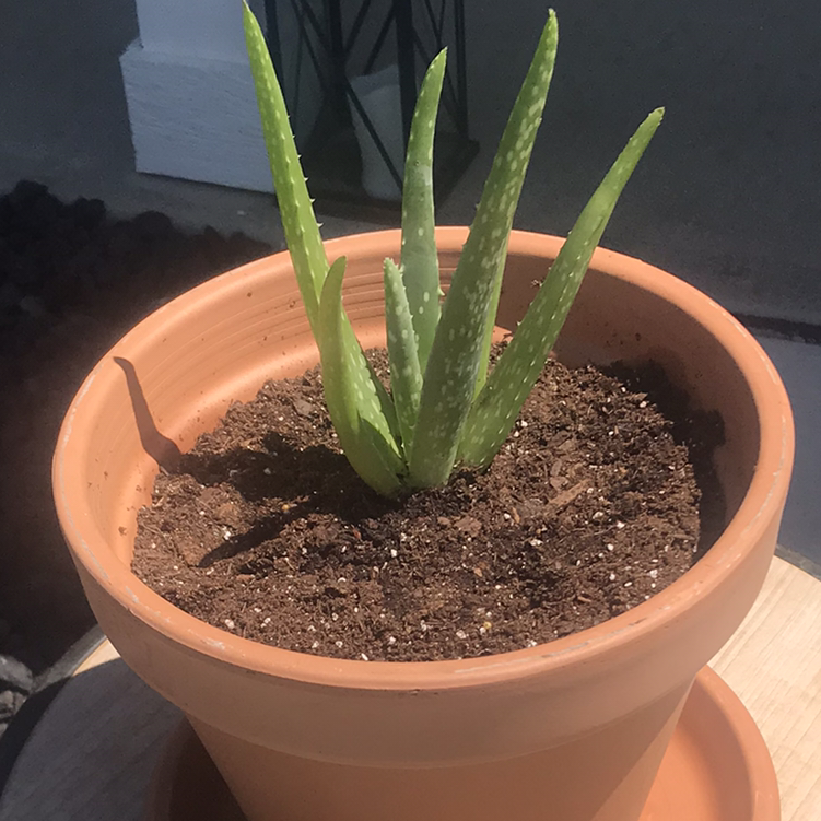 Aloe vera plant photo by @rivee named Reggea on Greg, the plant care app.